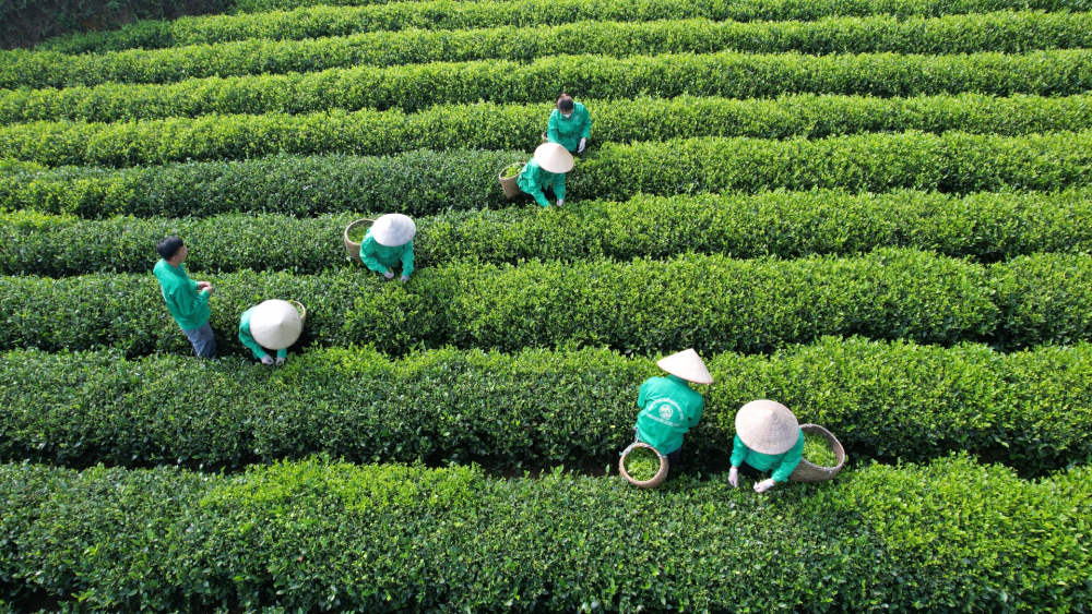 Thái Nguyên Đệ Nhất Danh Trà